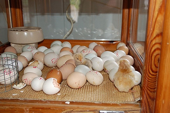 Lochmühle Chick incubator
